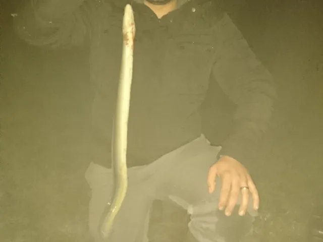 Aal