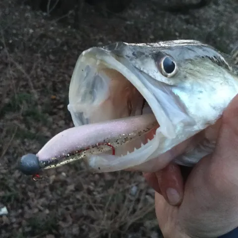 Zander