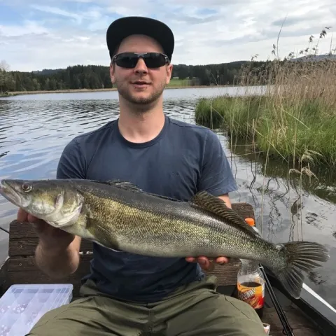 Zander