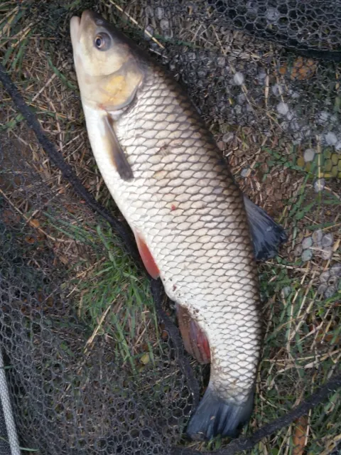 Döbel