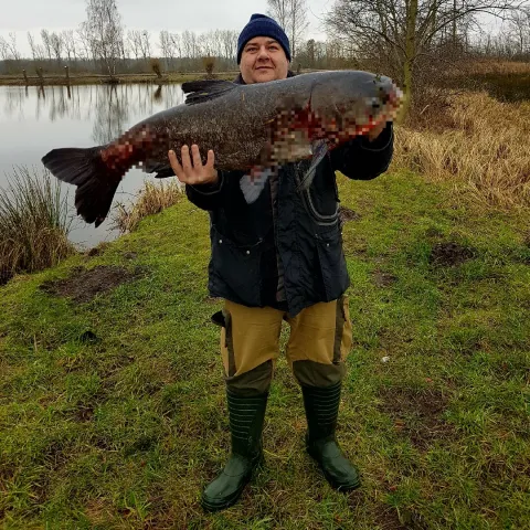 Marmorkarpfen