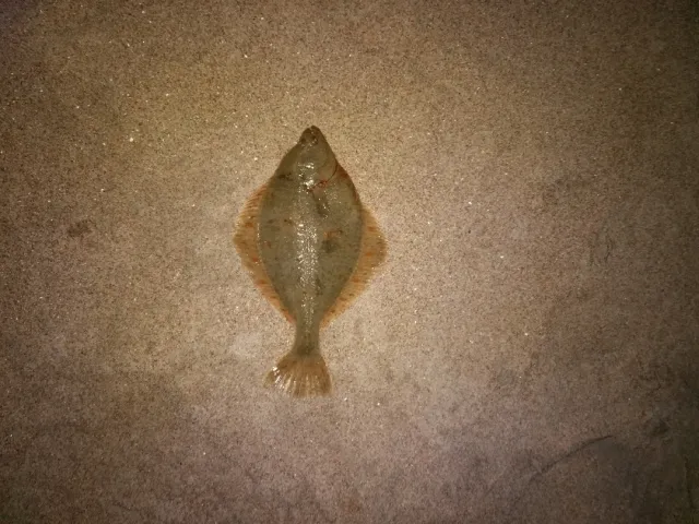 Flunder