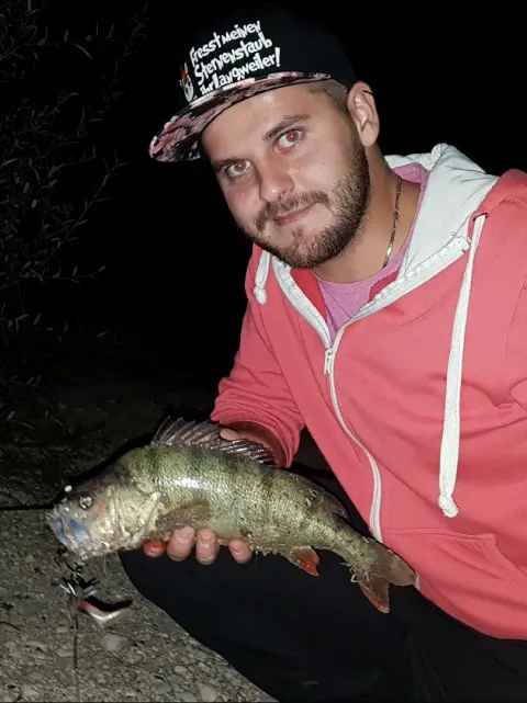 Flussbarsch