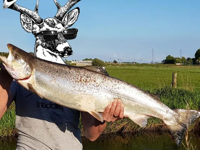 Lachs