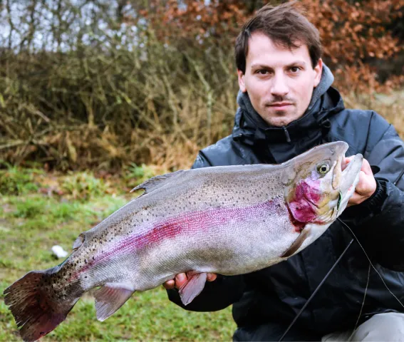 Regenbogenforelle