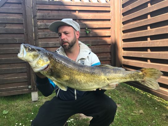 Zander
