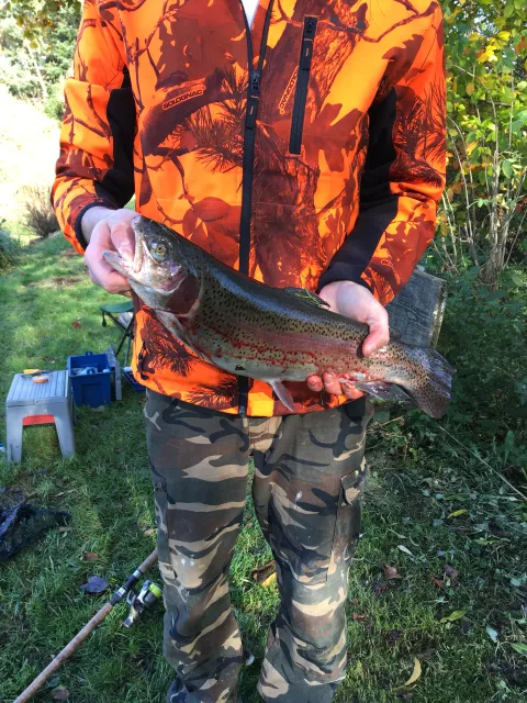 Regenbogenforelle