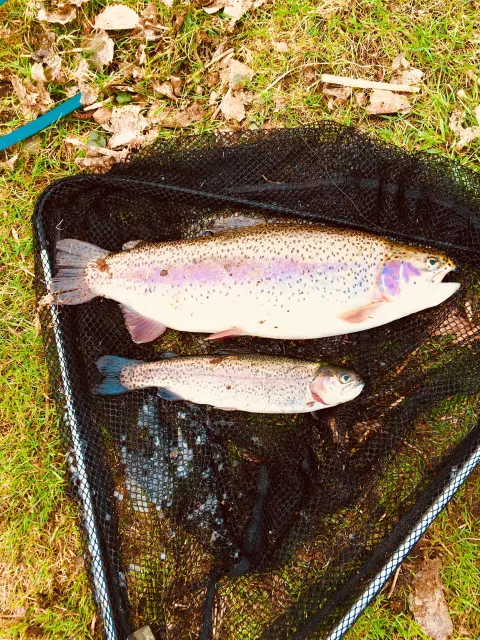 Regenbogenforelle