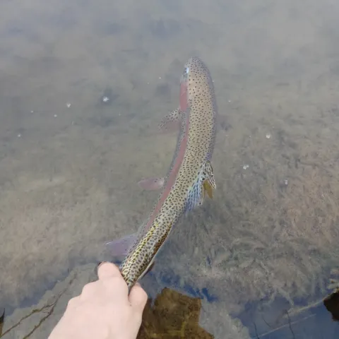 Regenbogenforelle