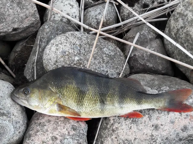 Flussbarsch