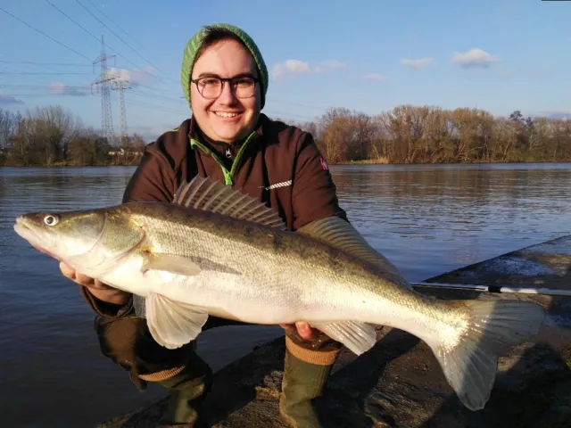 Zander