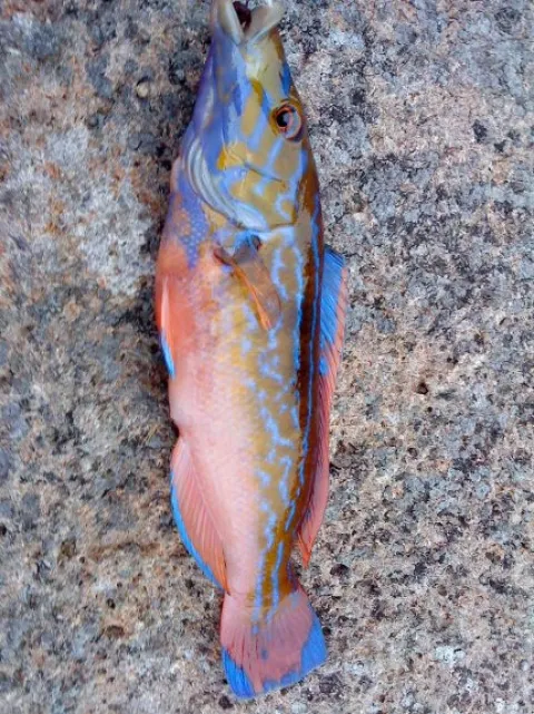 Lippfisch