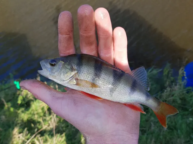 Flussbarsch