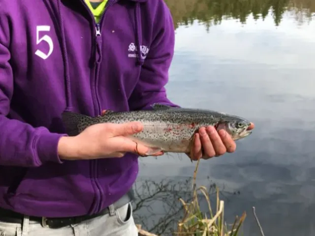 Regenbogenforelle