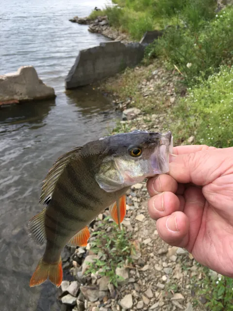 Flussbarsch