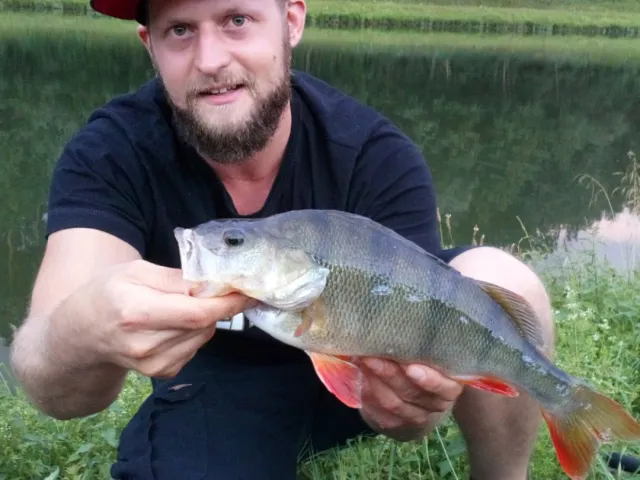 Flussbarsch