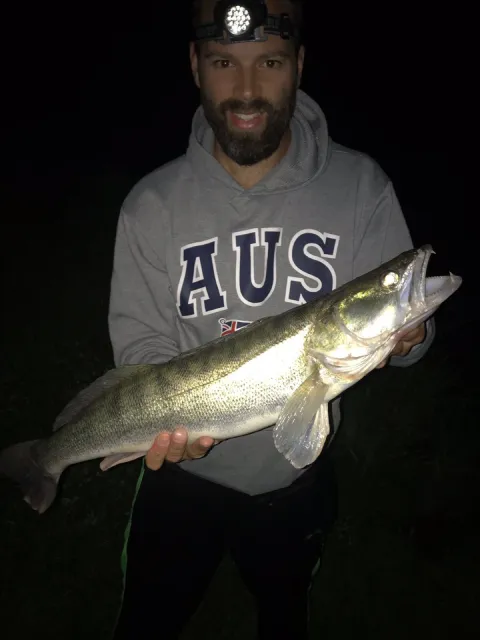 Zander