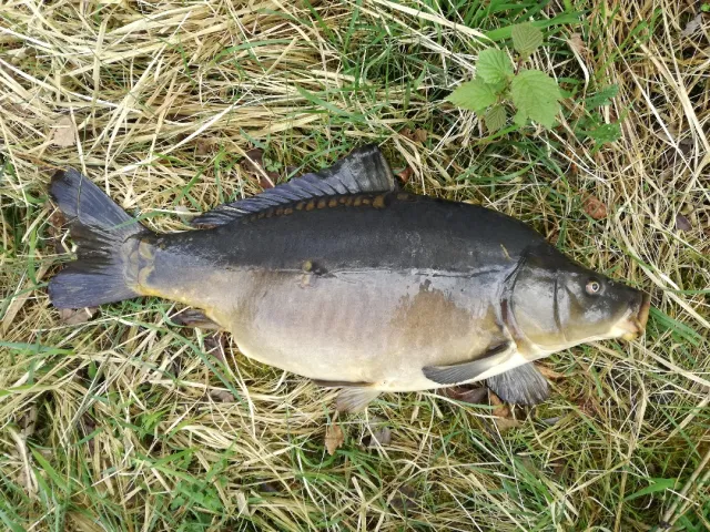 Karpfen