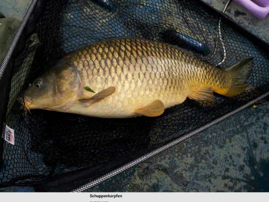 Karpfen