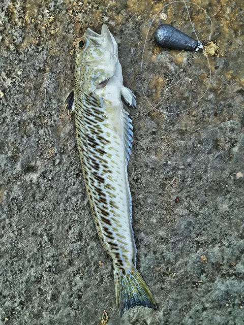 Petermännchen