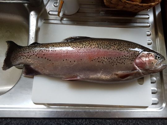 Regenbogenforelle