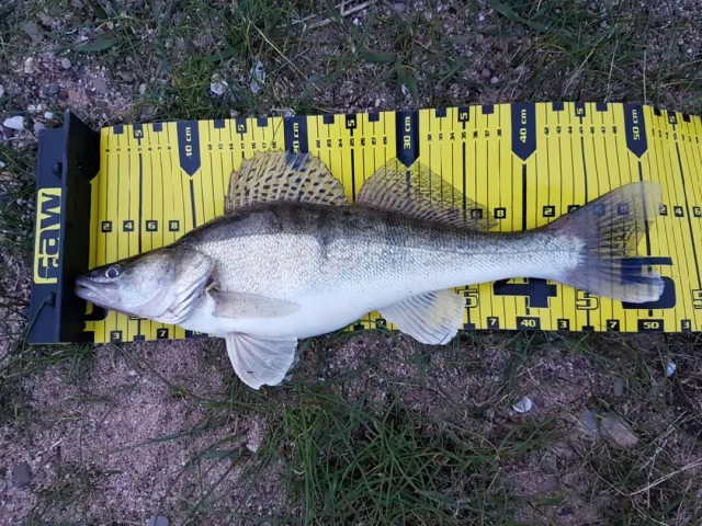 Zander