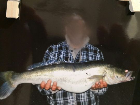 Zander