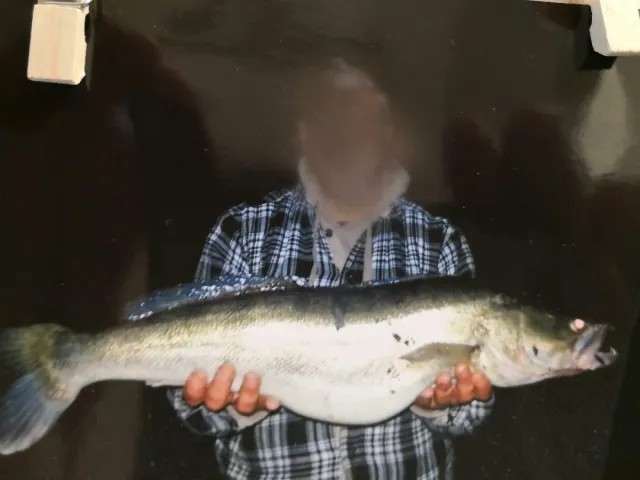 Zander
