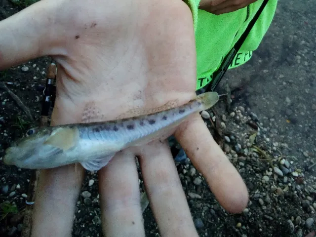 Flussgrundel