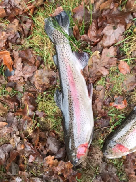 Regenbogenforelle