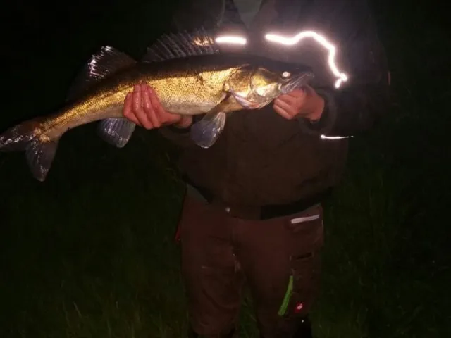 Zander