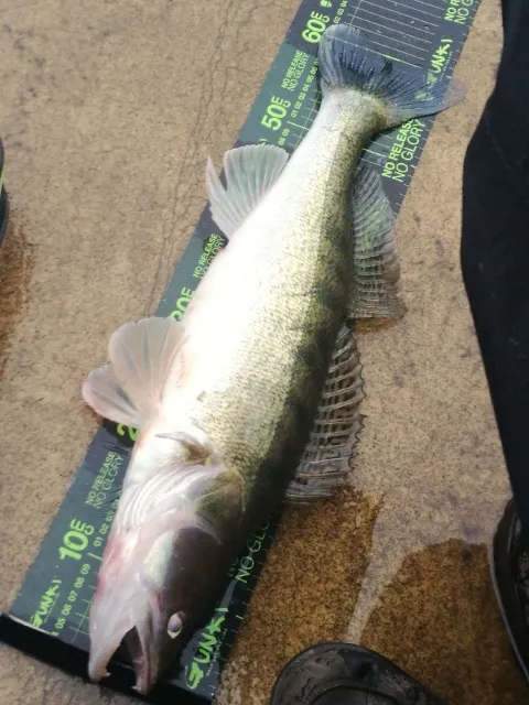 Zander