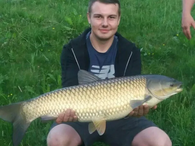 Graskarpfen