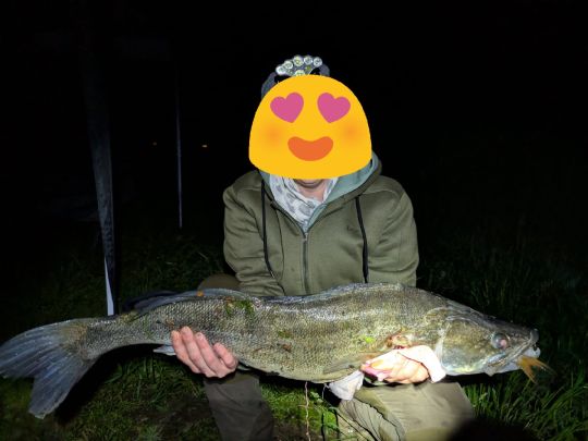 Zander