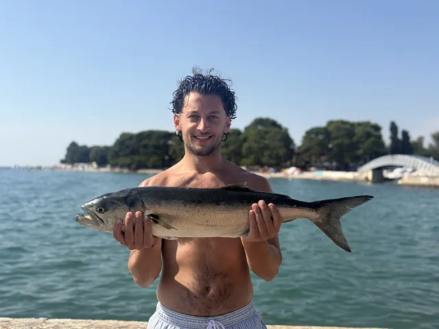 Bonito