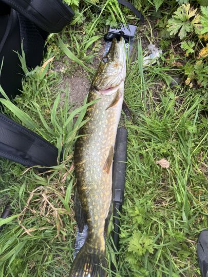 Hecht