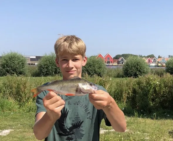Flussbarsch