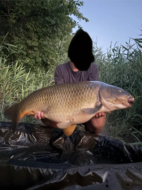 Karpfen