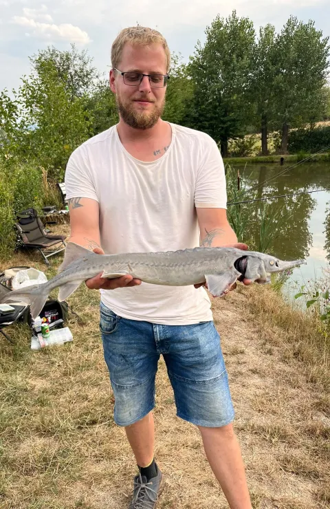 Stör