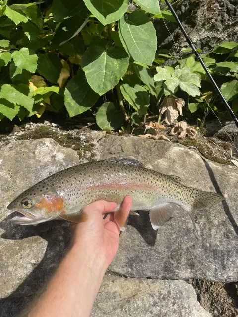 Regenbogenforelle