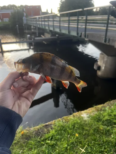 Flussbarsch