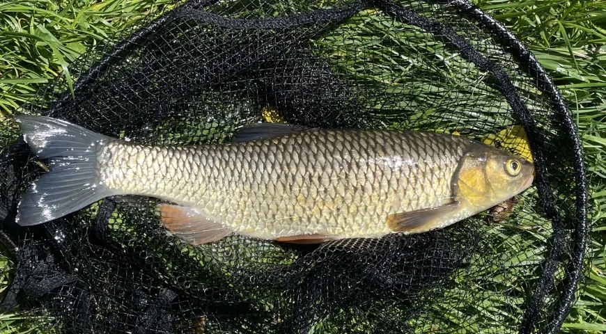 Döbel