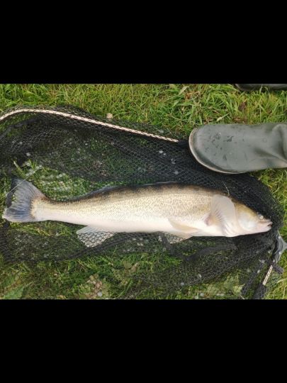 Zander