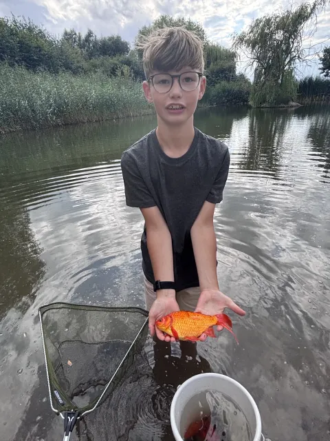 Goldfisch