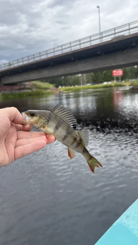Flussbarsch