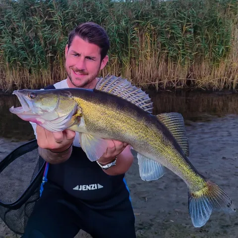 Zander