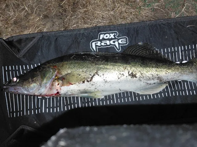 Zander