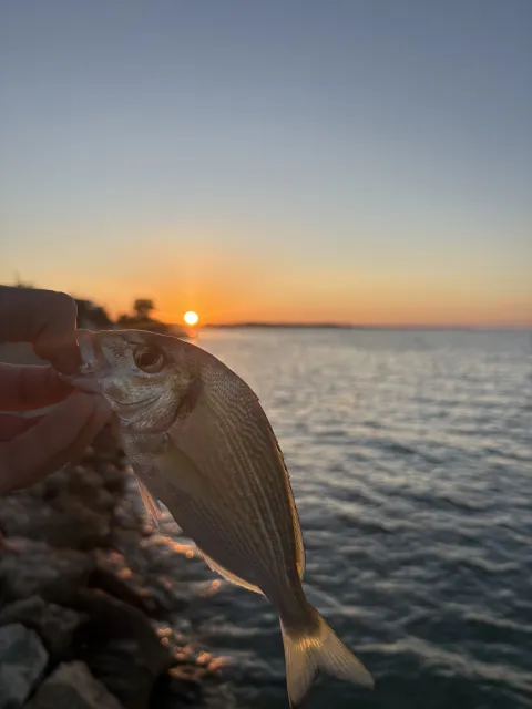 Dorade