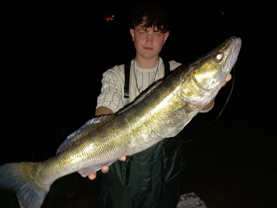 Zander