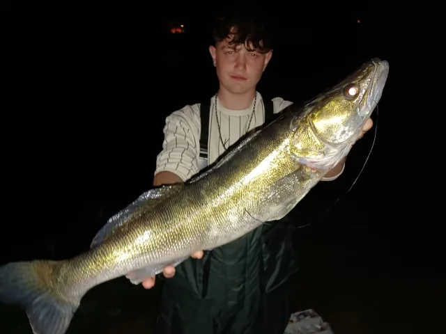 Zander